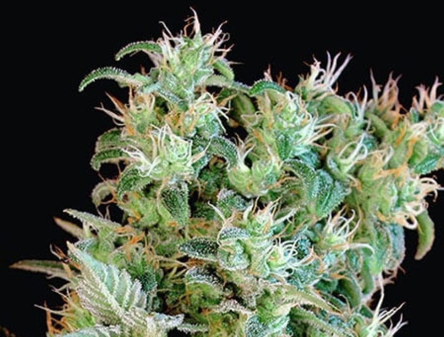 Detalle de los tricomas de la Amnesia Bilbo
