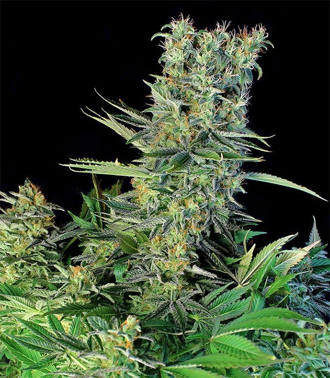 Planta de Amnesia Bilbo en plena floración